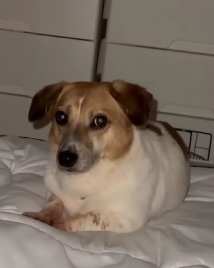 cute dog laying on a bed