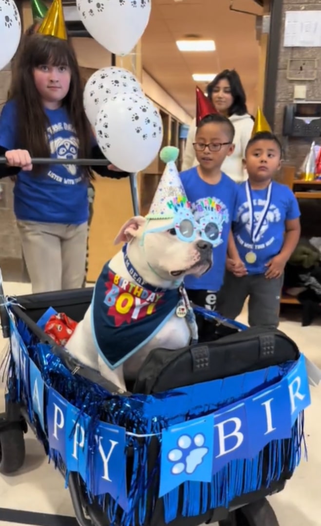 cute dog with hat and scarf celebrating birthday with kids in school