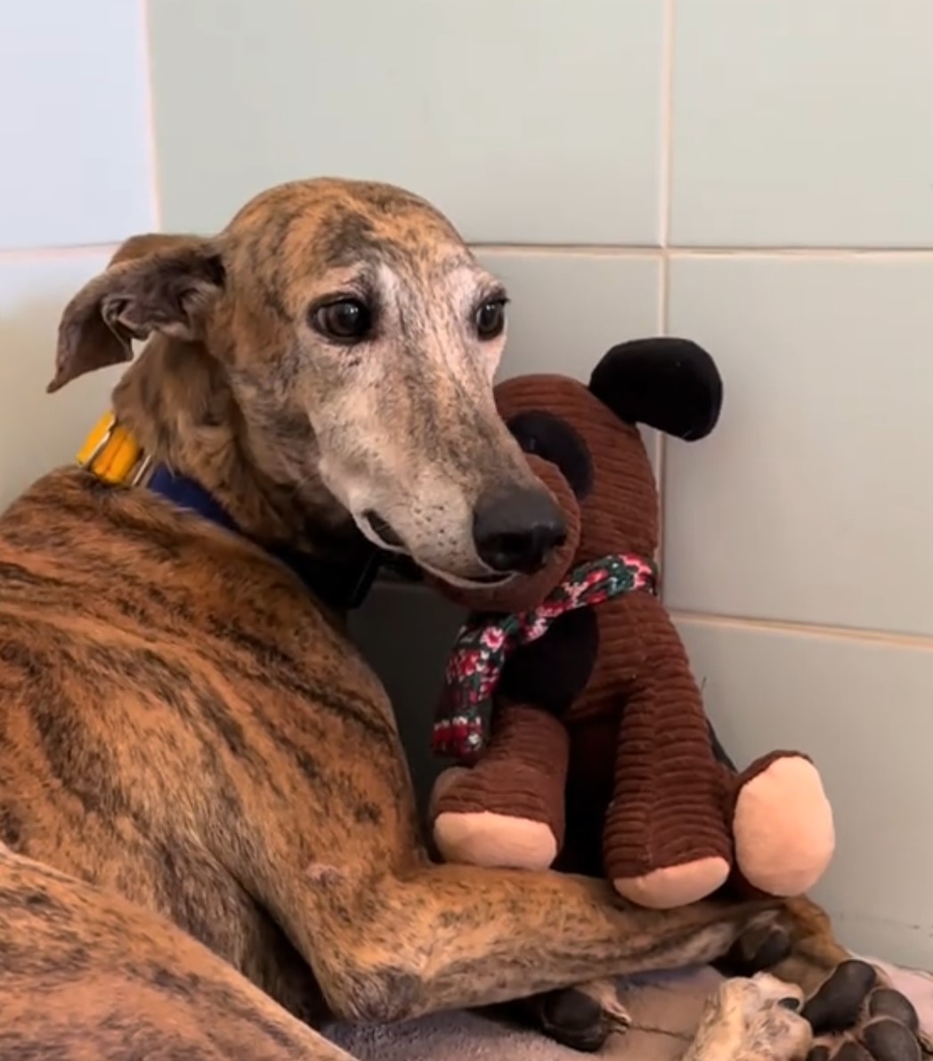 cute dog with toy