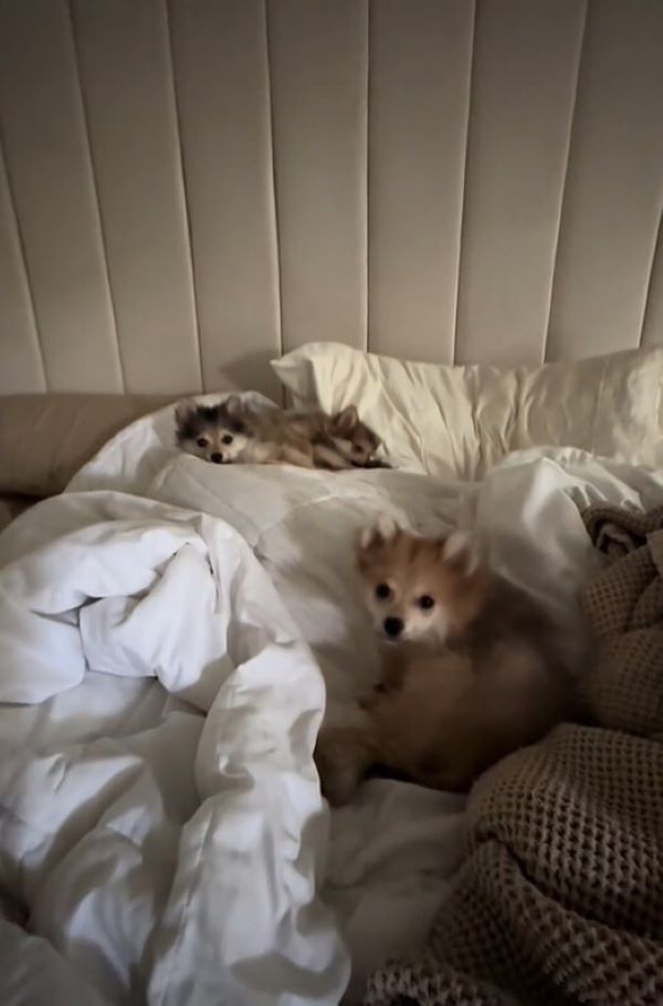 cute dogs on a sheet in bed