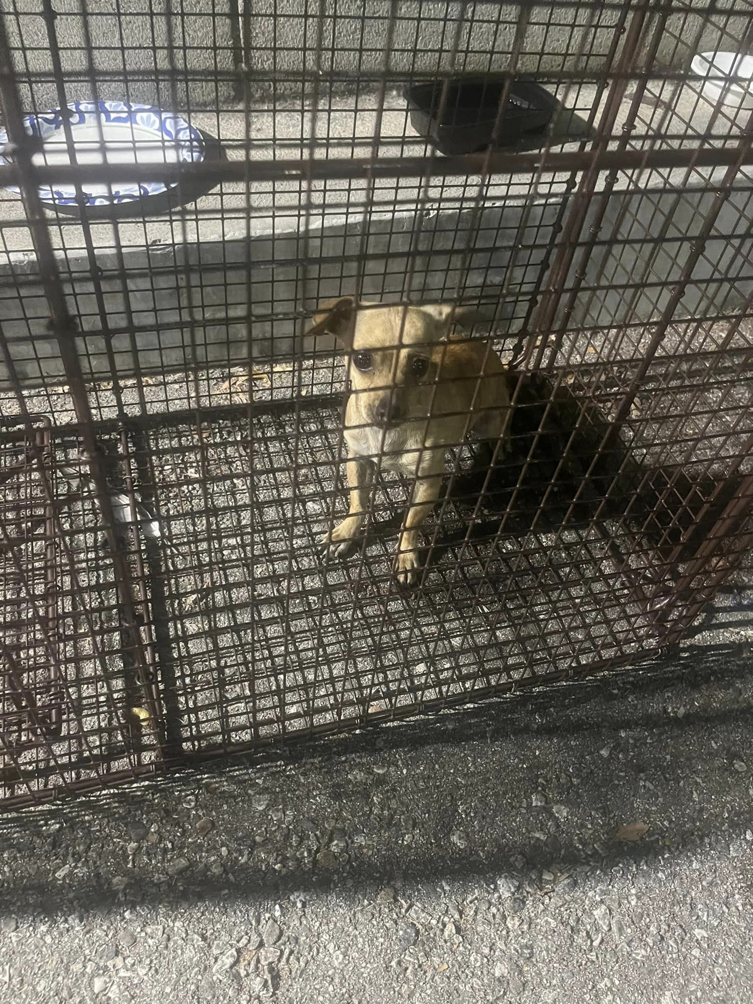 cute little dog sitting in a cage