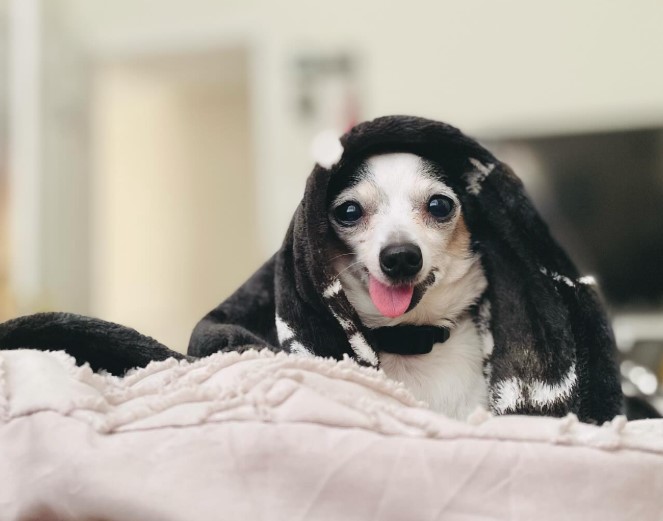 cute puppy covered in a blanket