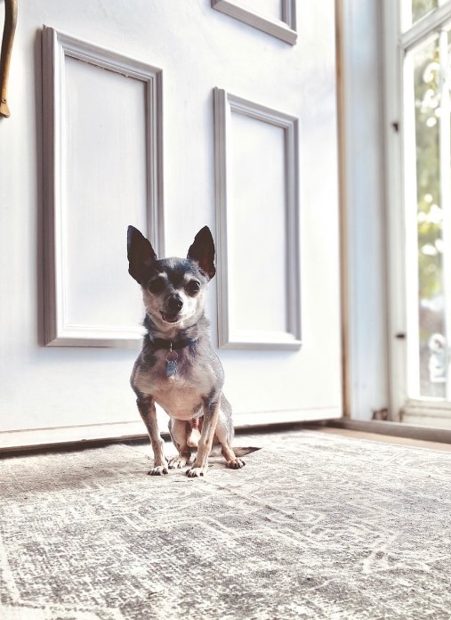 cute puppy sitting on the carpet