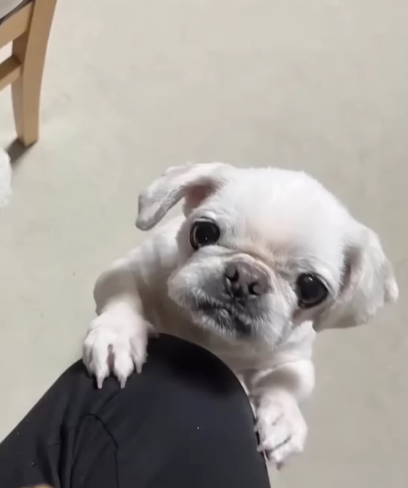 cute puppy standing on human leg