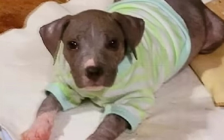 cute puppy with clothes