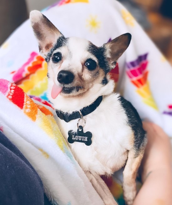 cute puppy with tongue out