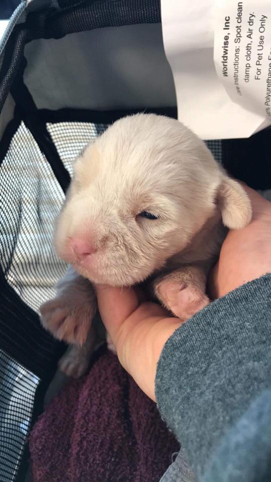 cute white puppy in a basket