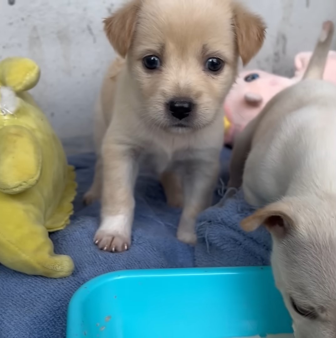 cute white puppy with black eyes