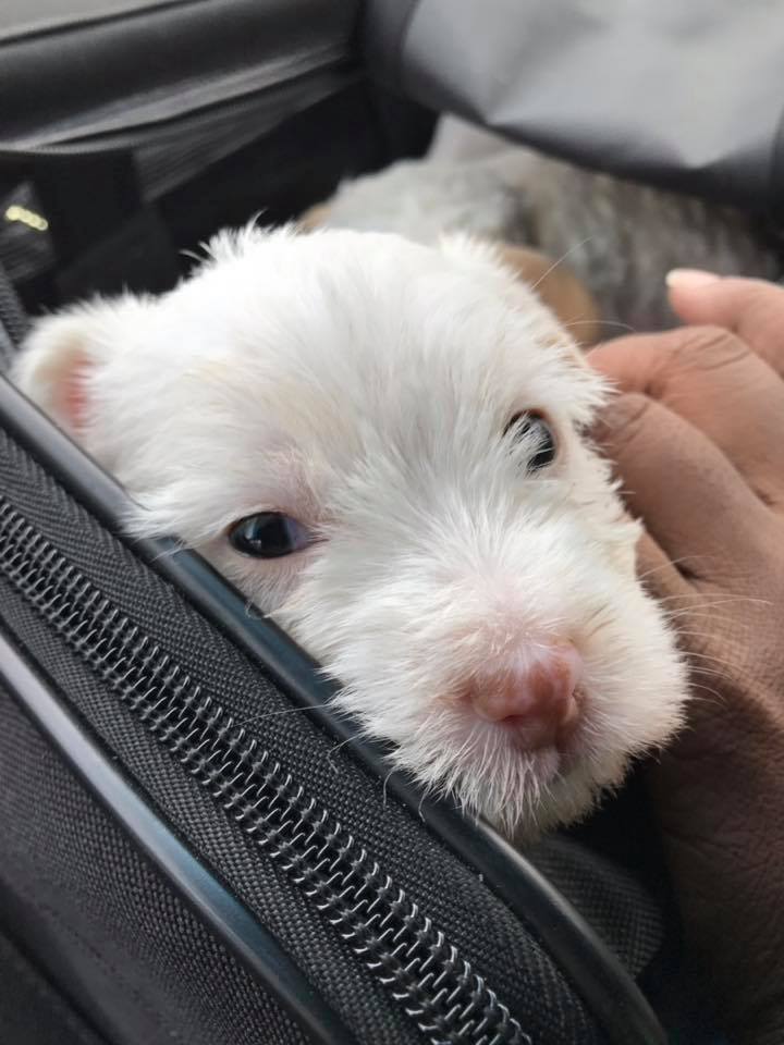 cute white puppy with black eyes