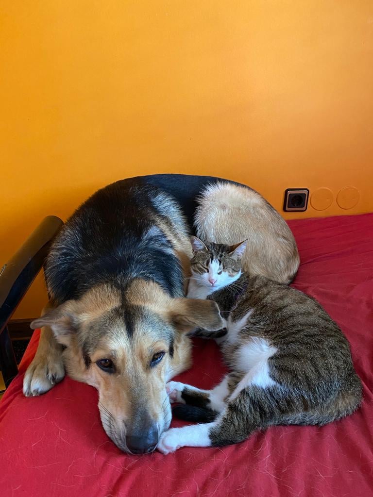 dog and cat lying on bed