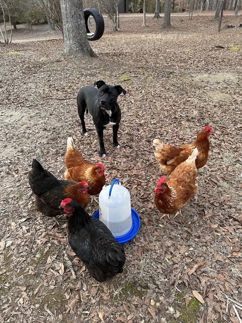 dog and chickens