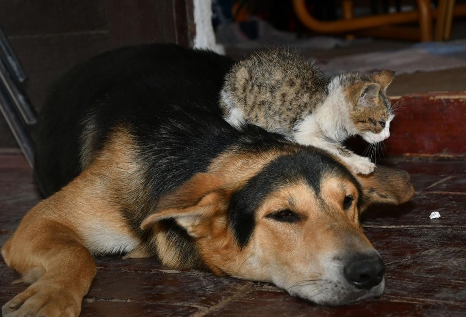 dog and kitten lying together