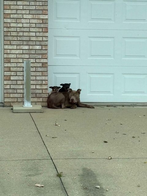 dog and two puppies