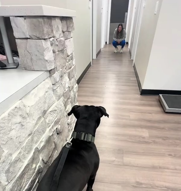 dog at the vet clinic