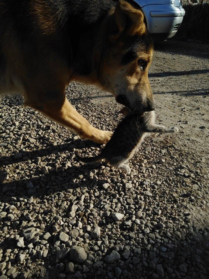 dog carrying a kitten