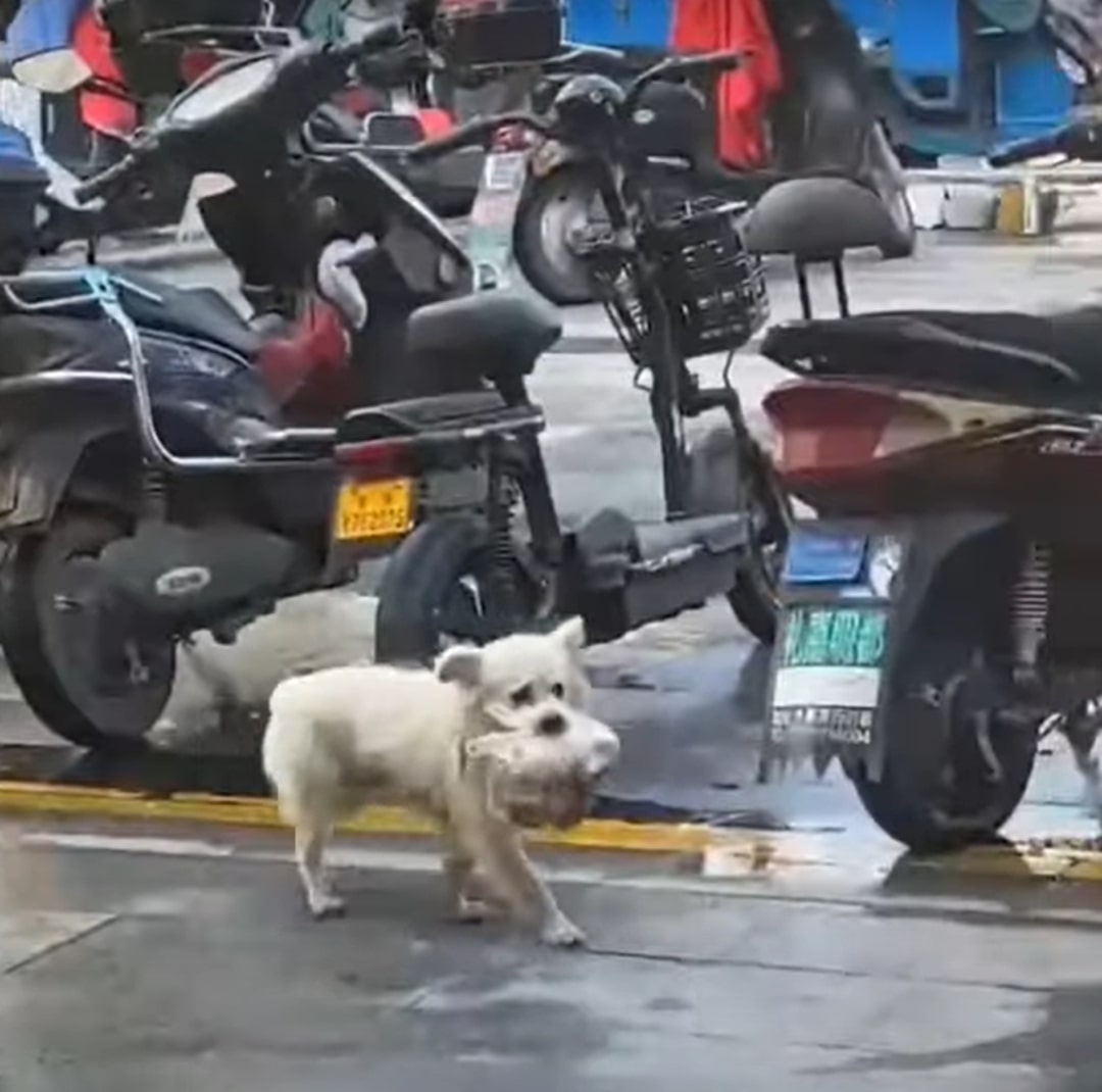 dog carrying food