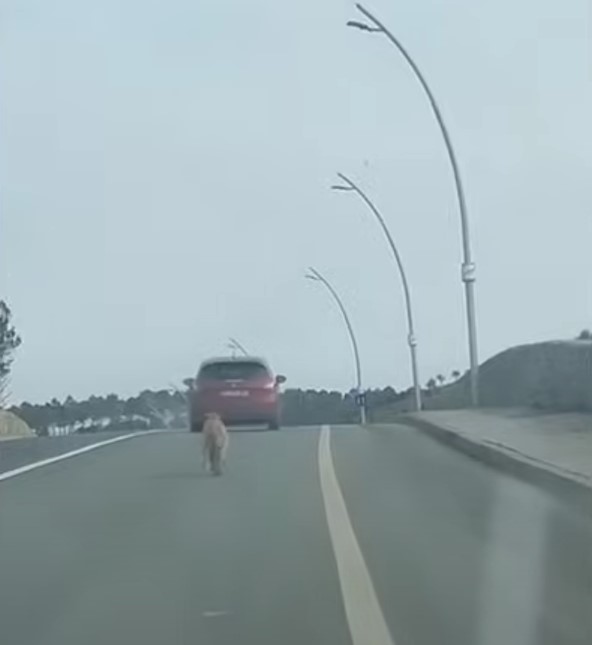 dog chasing the car