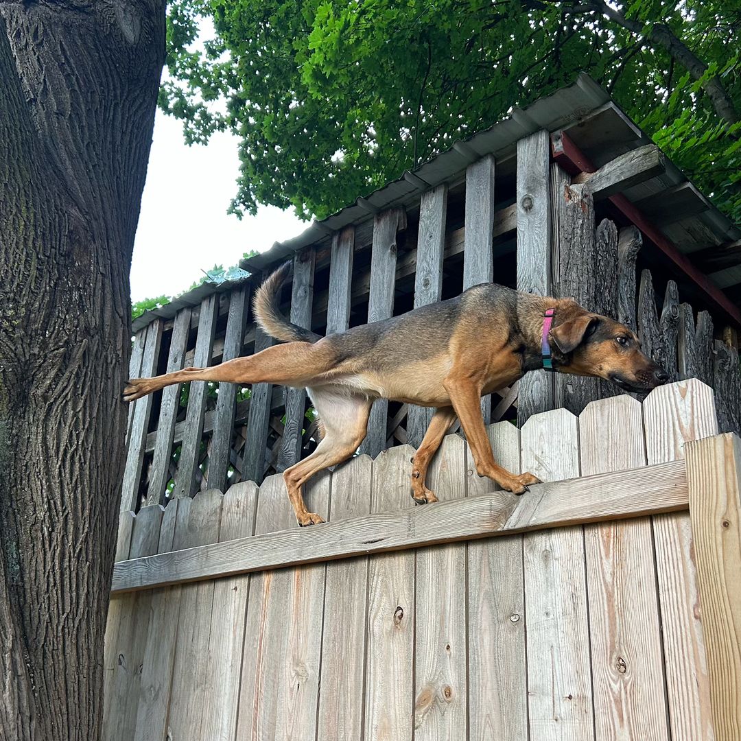 dog climbing on fence