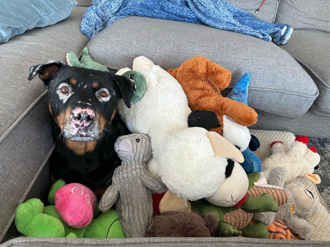 dog covered with a pile of toys