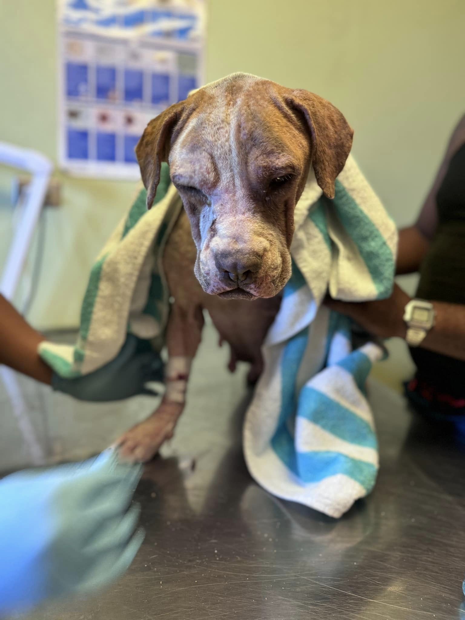 dog covered with a towel