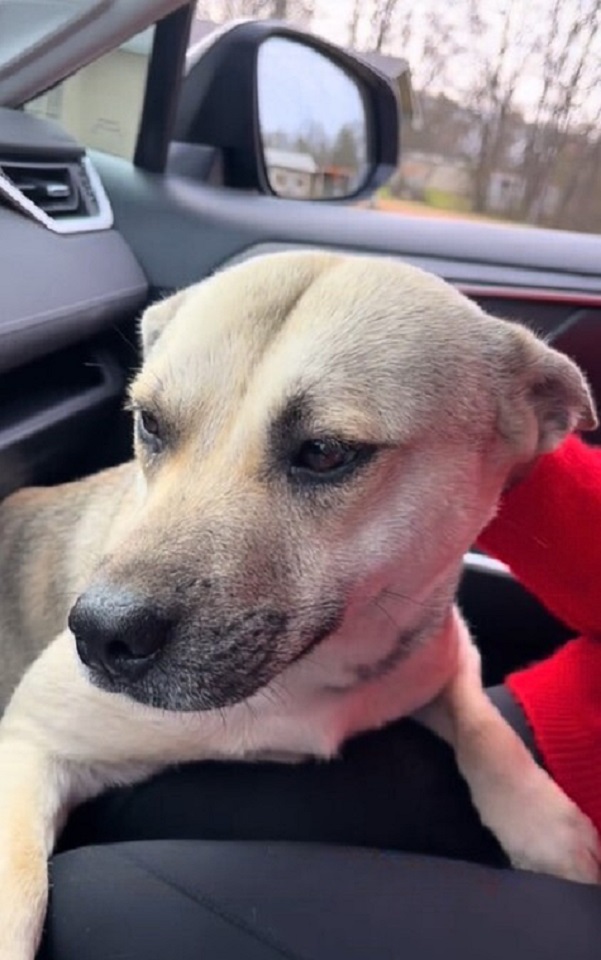 dog driving in car