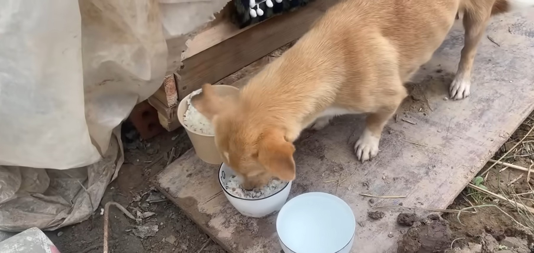 dog eating food from bowl