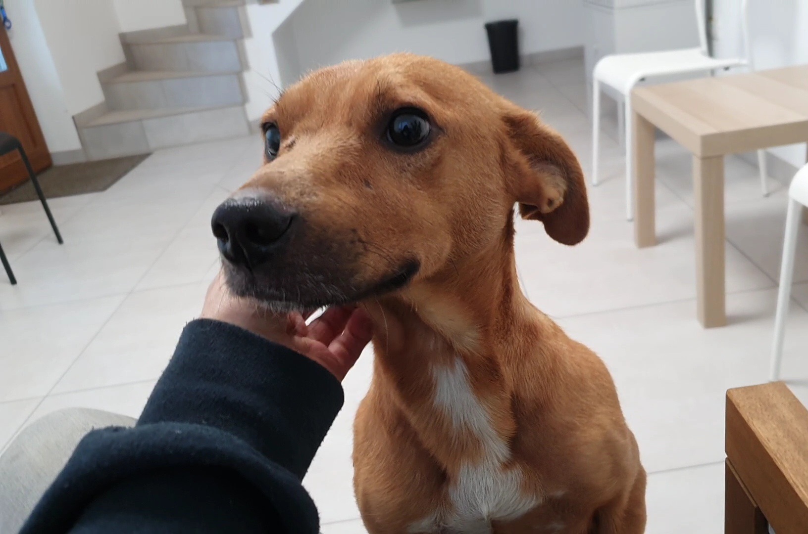 dog enjoying scratching his neck