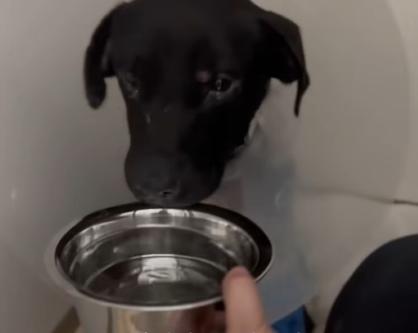 dog getting a bowl of water