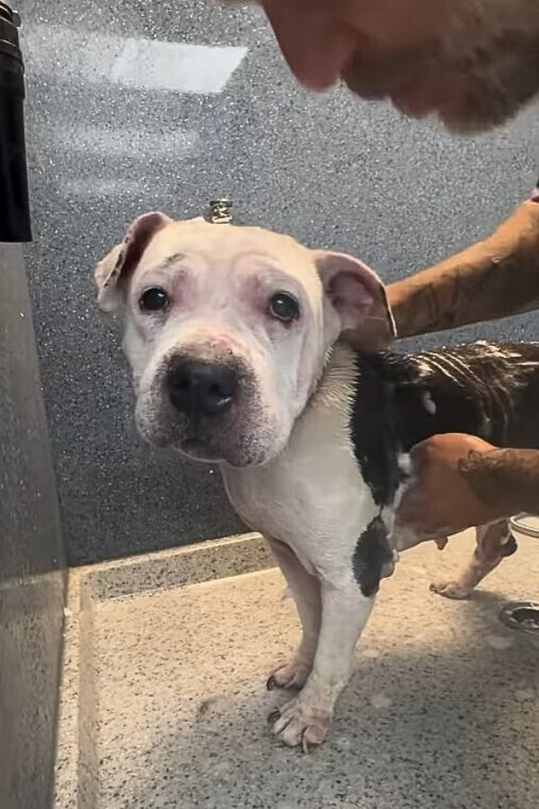 dog getting a shower