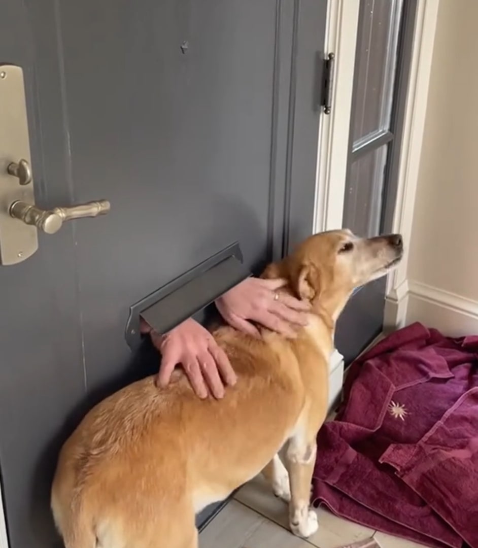 dog getting cuddled through the mail slot