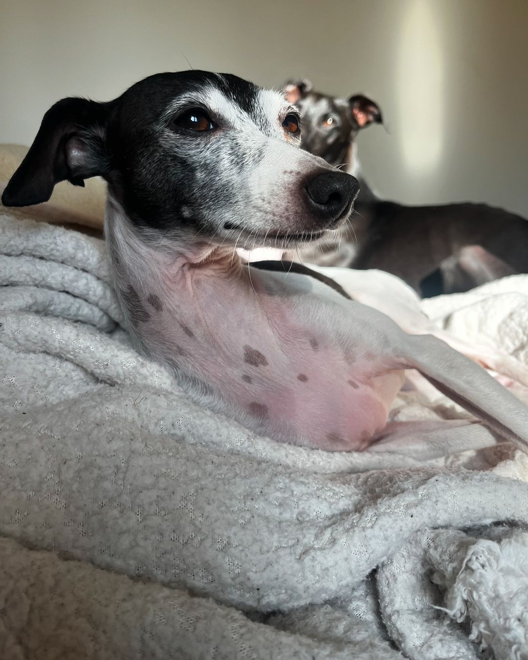 dog got up his head while lying on blanket