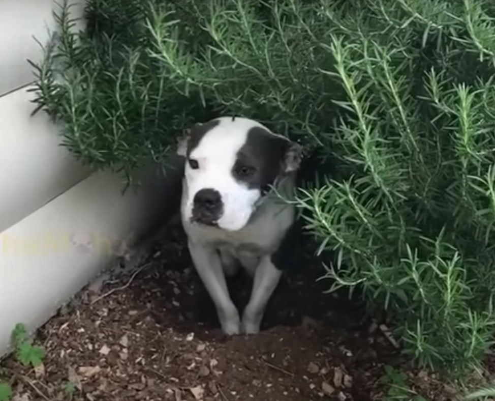 dog hiding in a bush