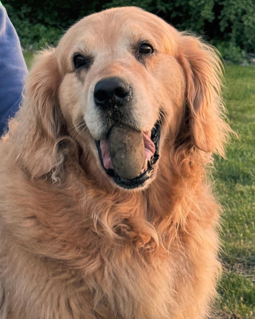 dog holding a rock in mouth