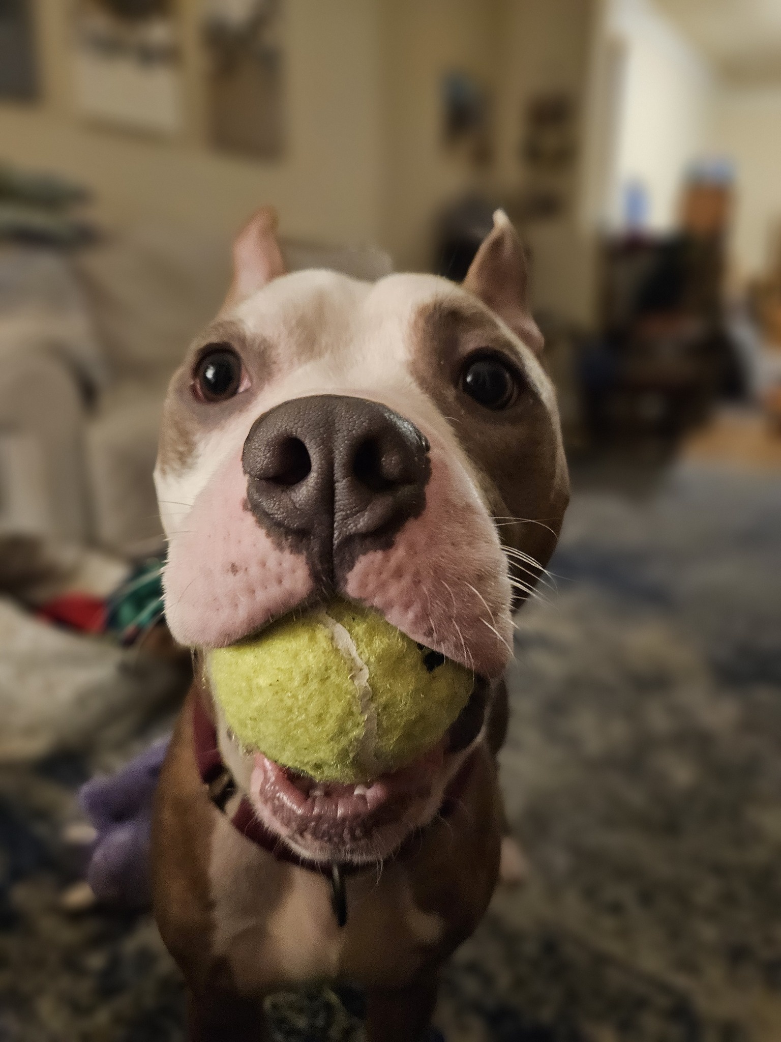 dog holding tennis ball in mouth