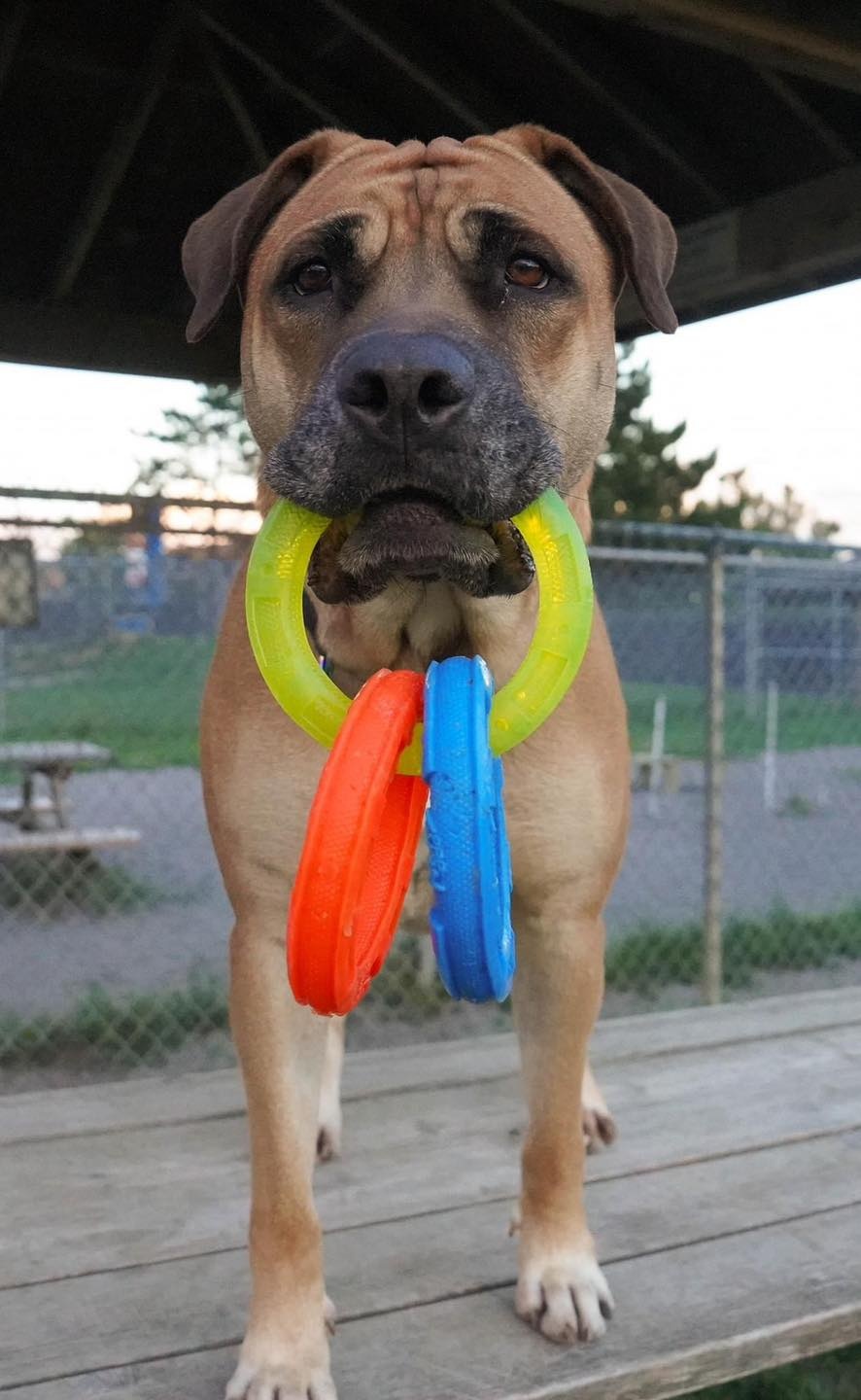 dog holding toy in mouth outdoor