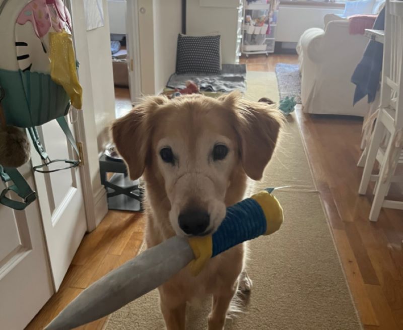 dog holds a toy in mouth