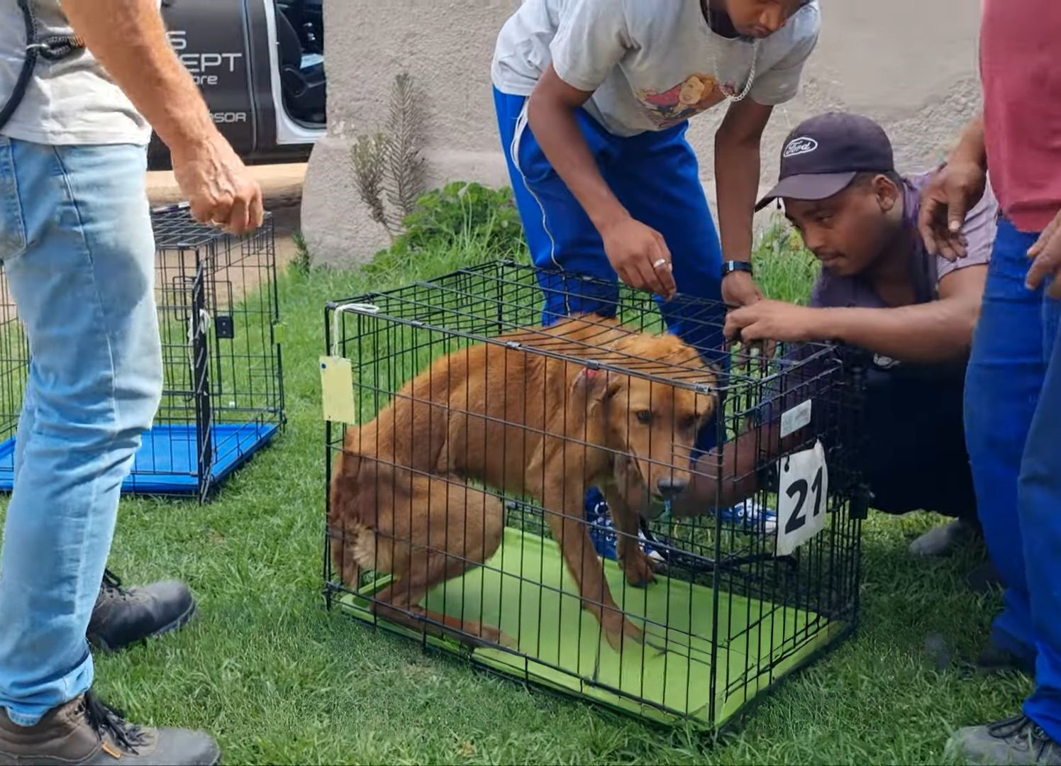 dog in a kennel