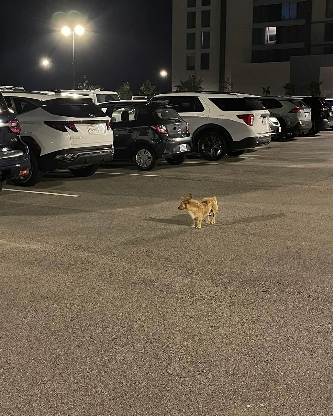 dog in a parking lot