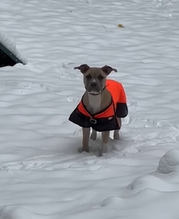 dog in a snowsuit