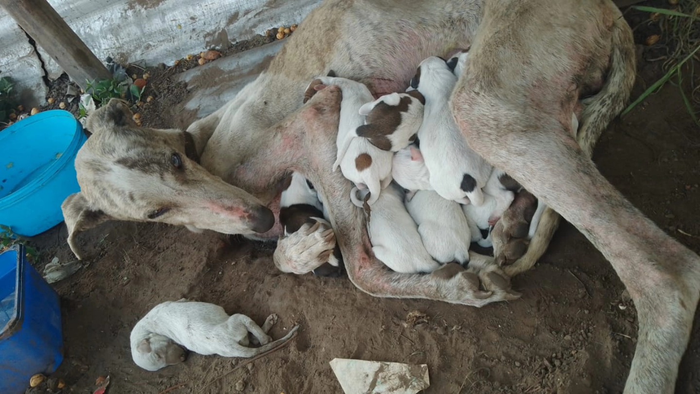 dog in bad shape nursing puppies