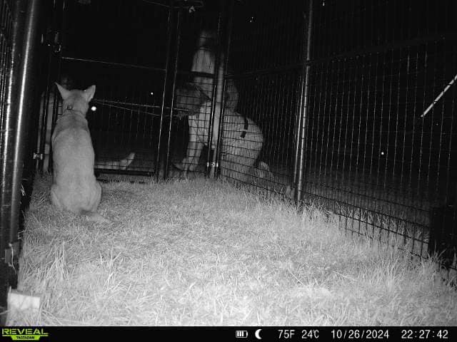 dog in cage at night with little girls outside the cage