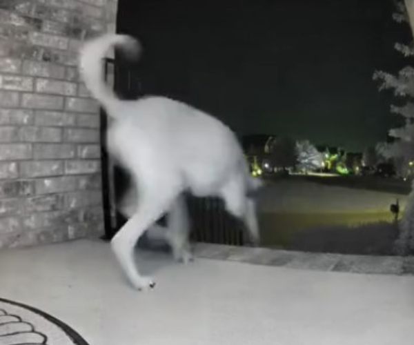 dog in front of house at night