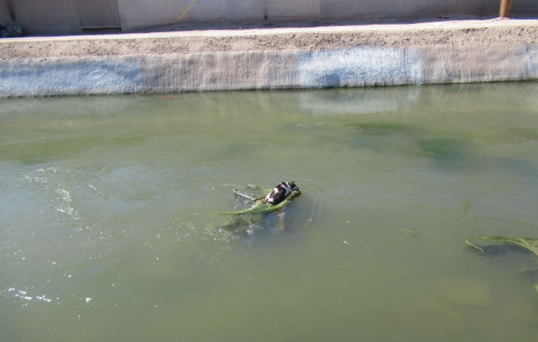 dog in river