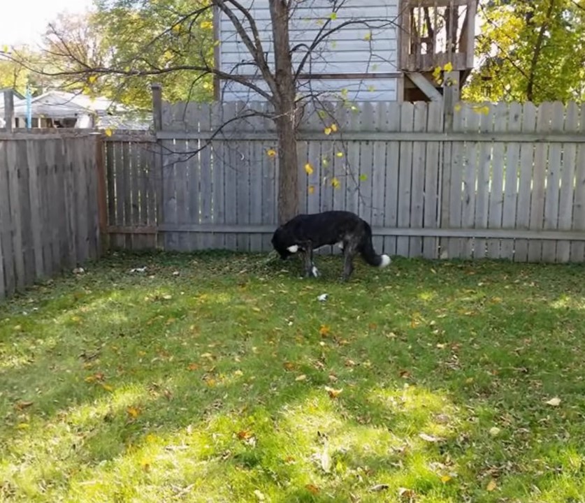 dog in yard