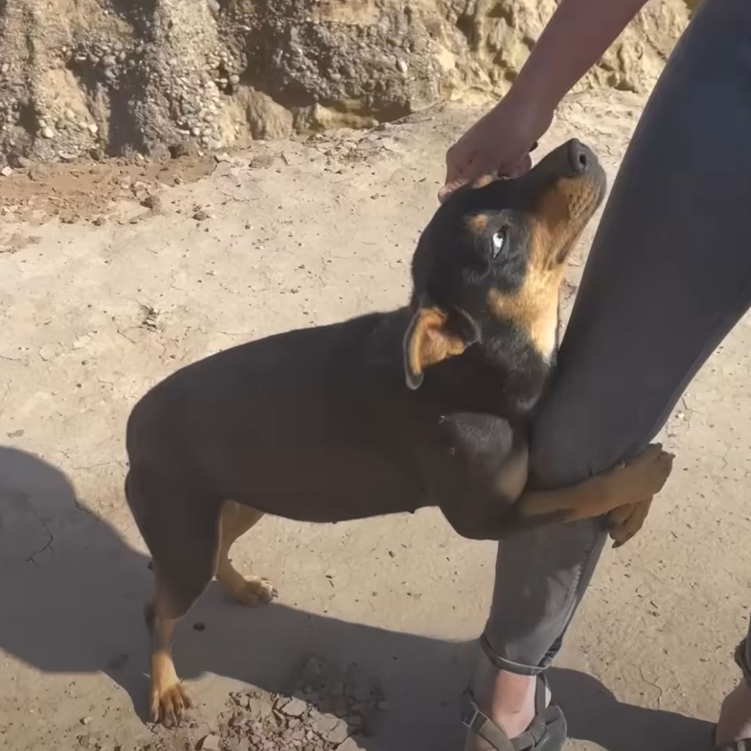 dog jumping on human leg