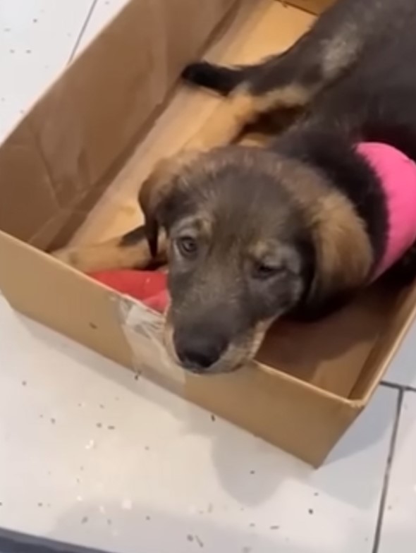 dog laying in box