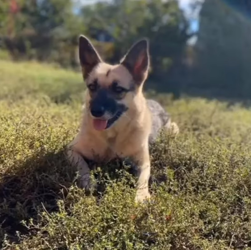 dog laying on a grass field