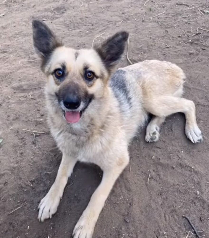 dog laying on ground