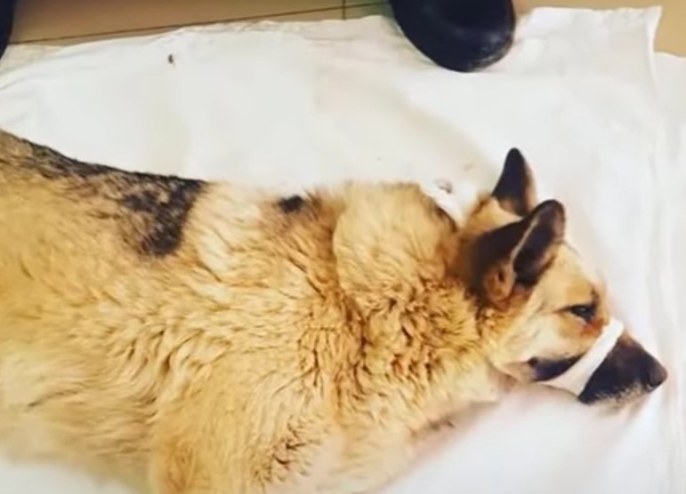 dog laying on white sheet