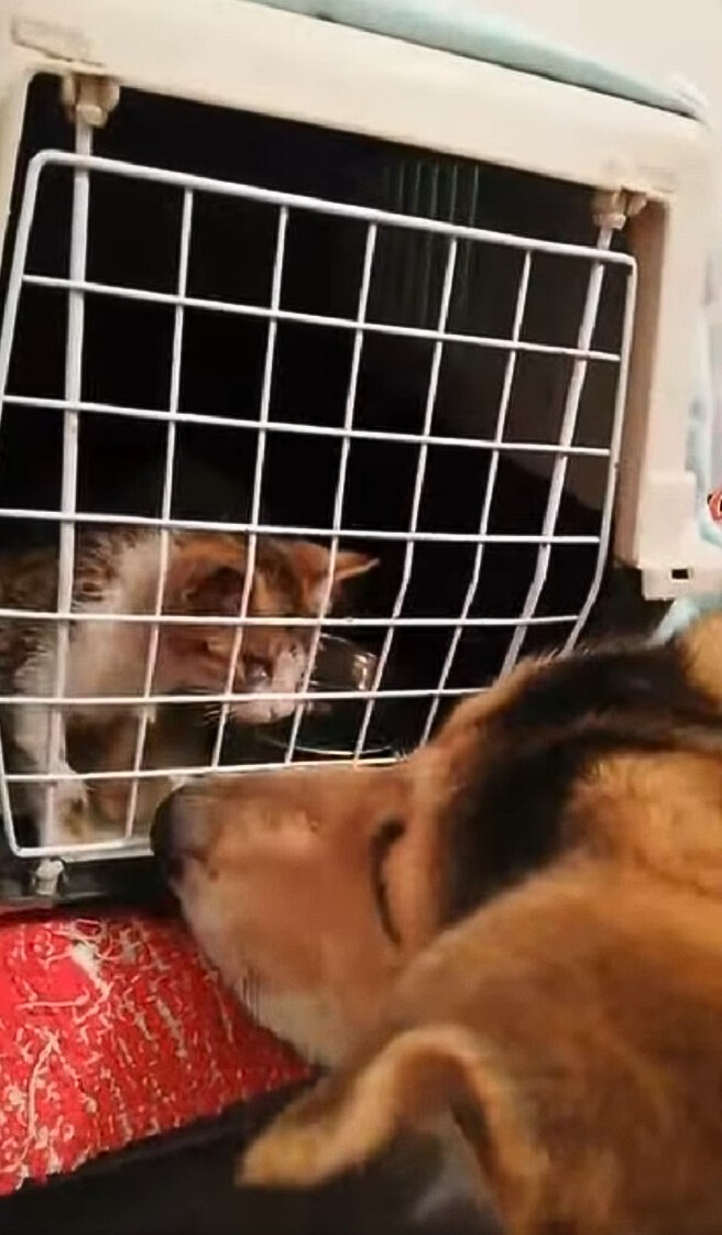 dog looking at kitten in a crate